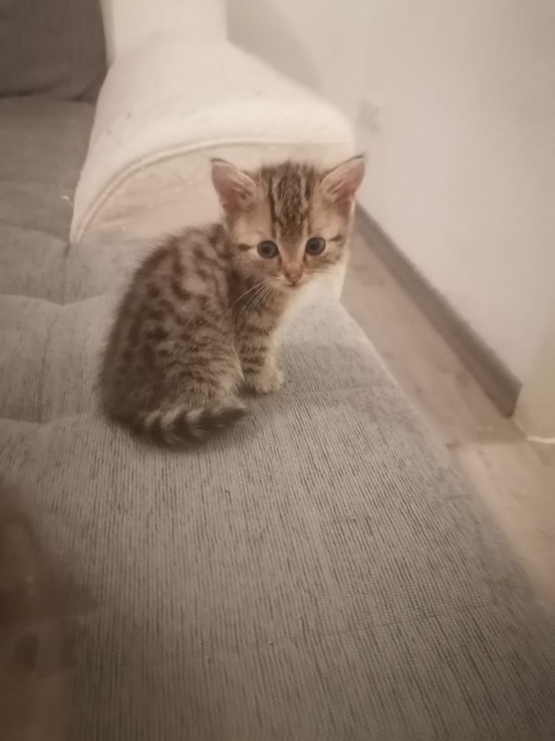 Bkh und ekh Mix kitten 