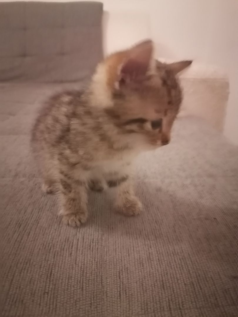 Bkh und ekh Mix kitten 