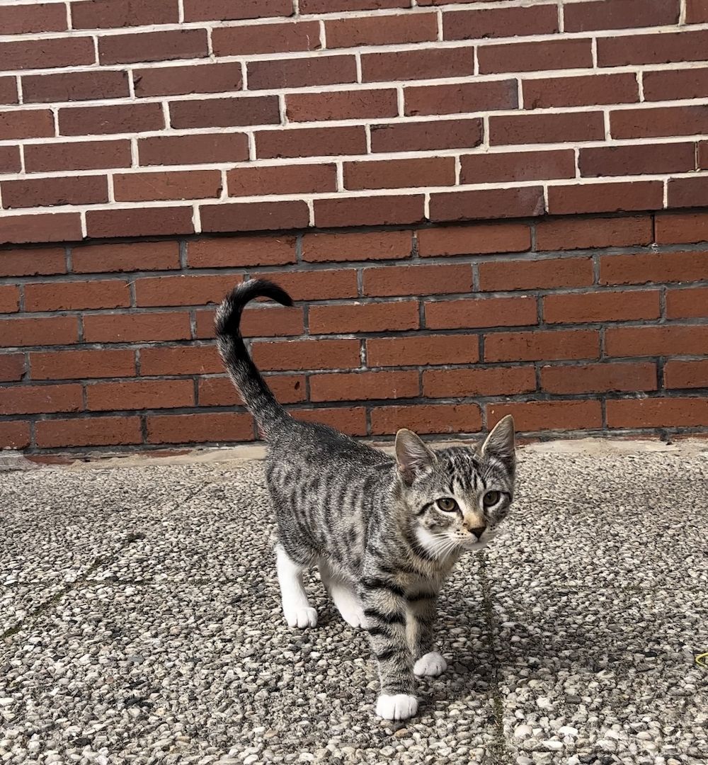 Katze sucht liebevolles zu Hause