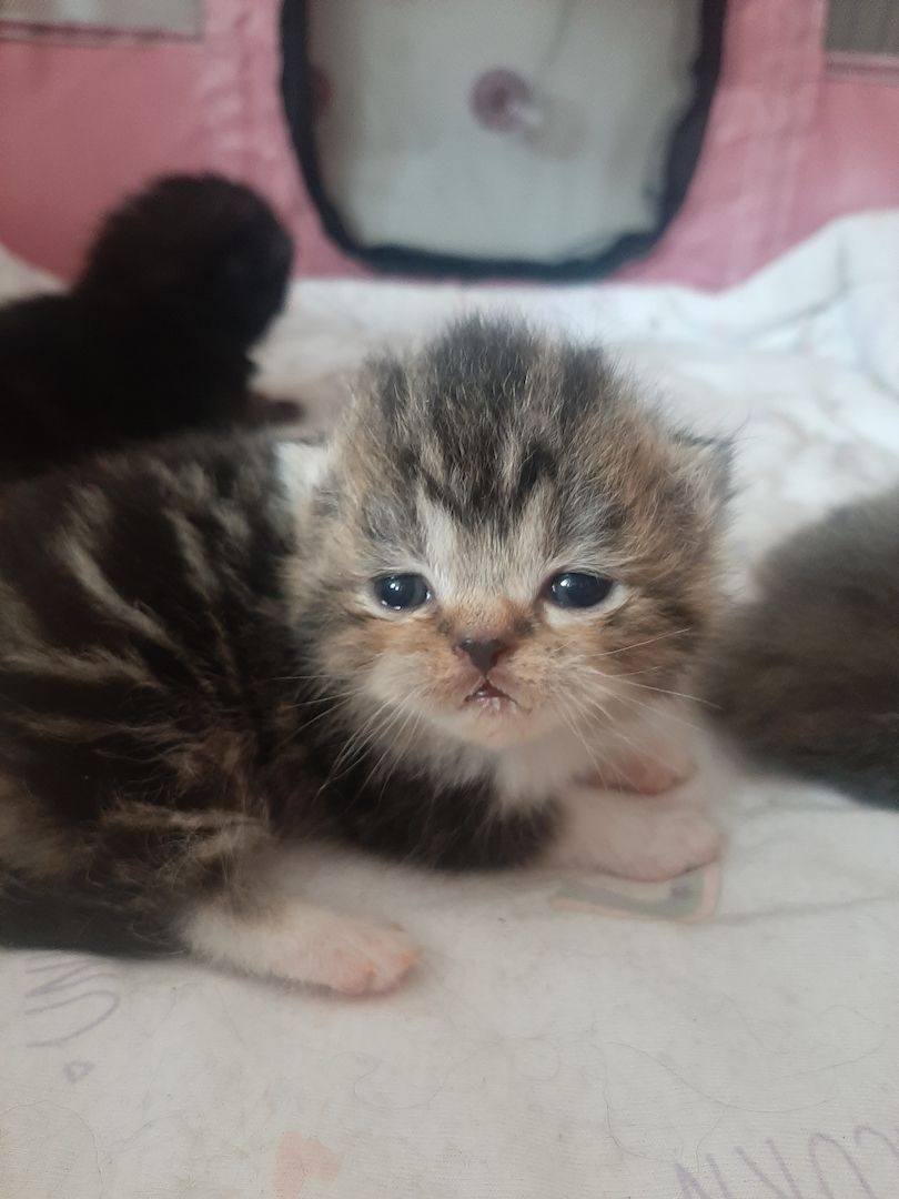 Zuckersüße Highlander BKH BLH Kitten Baby Katzen