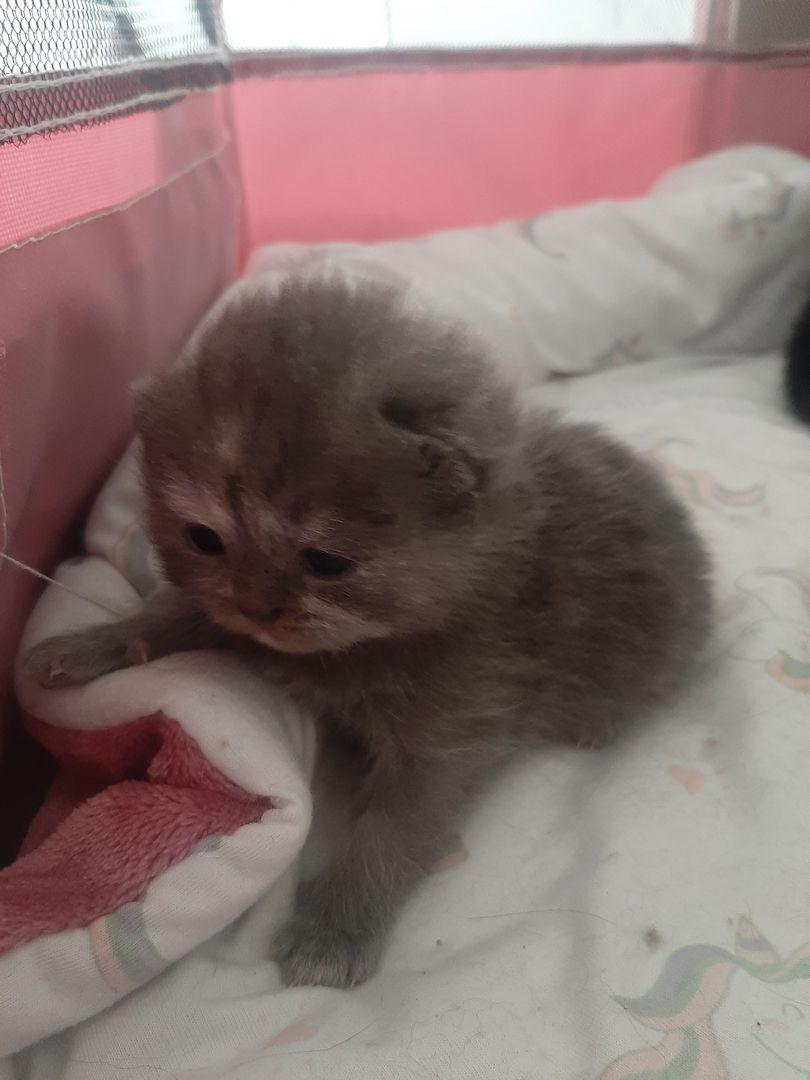 Zuckersüße Highlander BKH BLH Kitten Baby Katzen