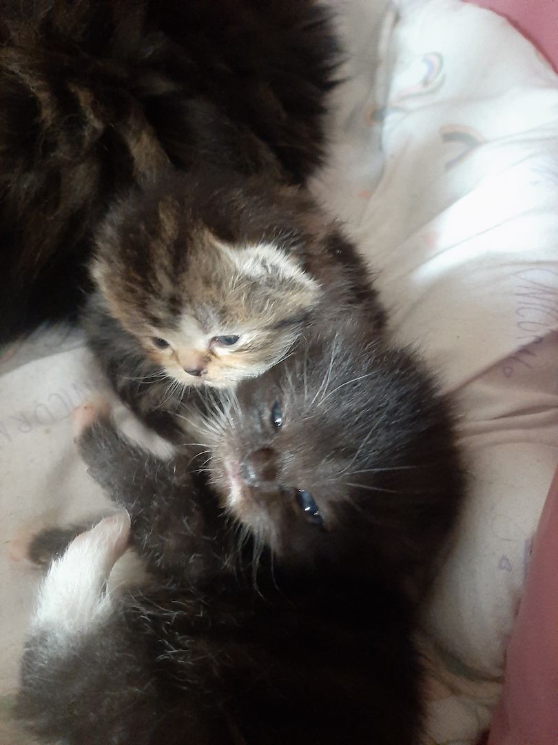 Zuckersüße Highlander BKH BLH Kitten Baby Katzen