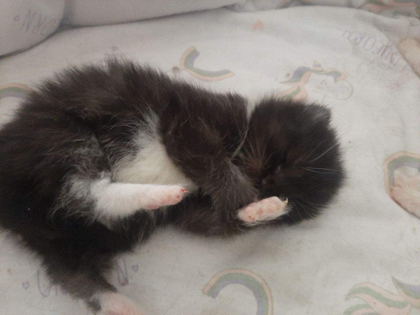 Zuckersüße Highlander BKH BLH Kitten Baby Katzen