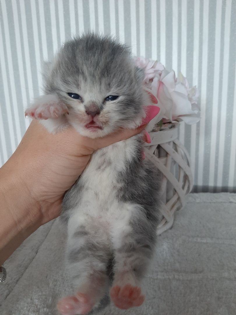 Zuckersüße Highlander BKH BLH Kitten Baby Katzen