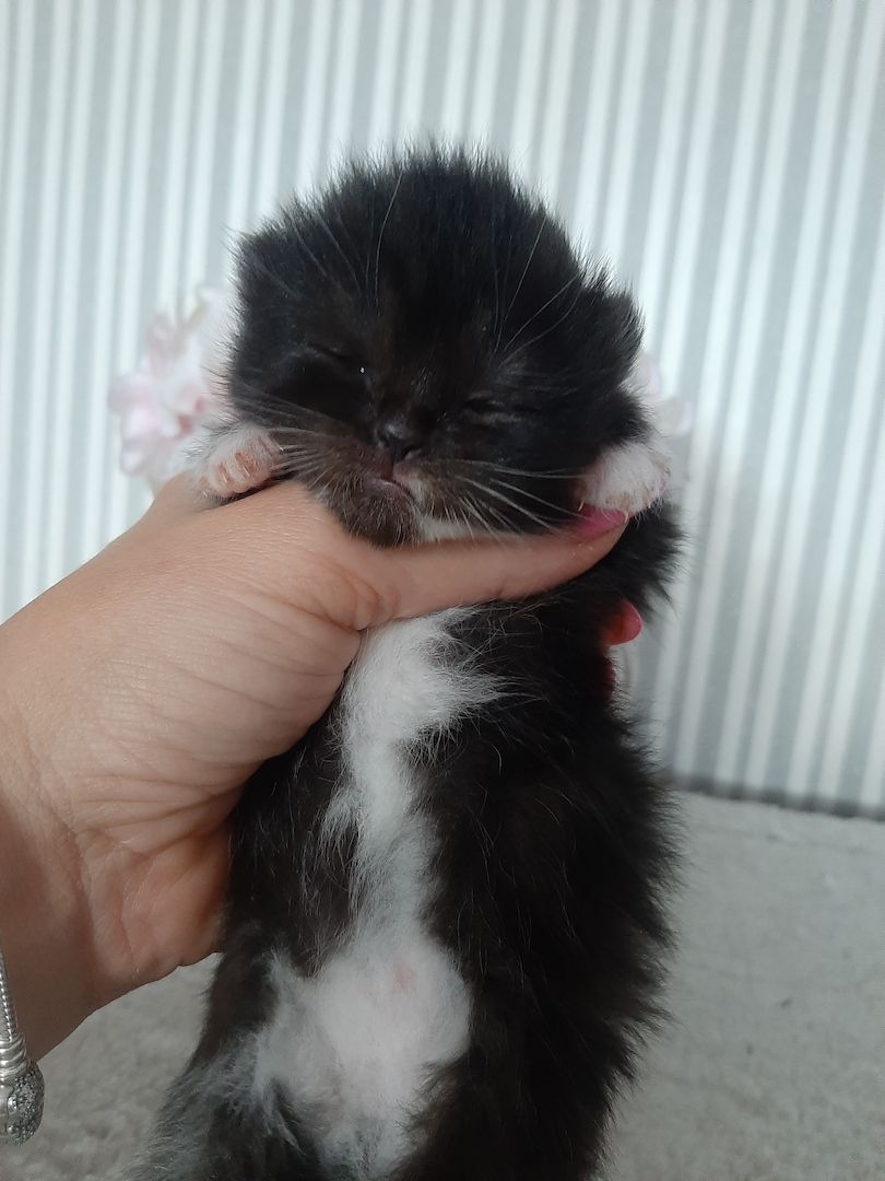 Zuckersüße Highlander BKH BLH Kitten Baby Katzen