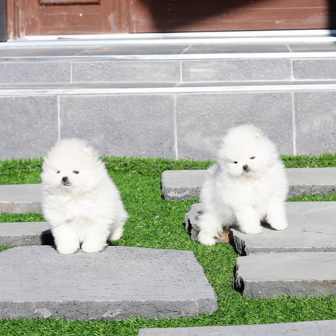 Zwei tolle Pomeranian-Welpen Zwei tolle Pomeranian-Welpen