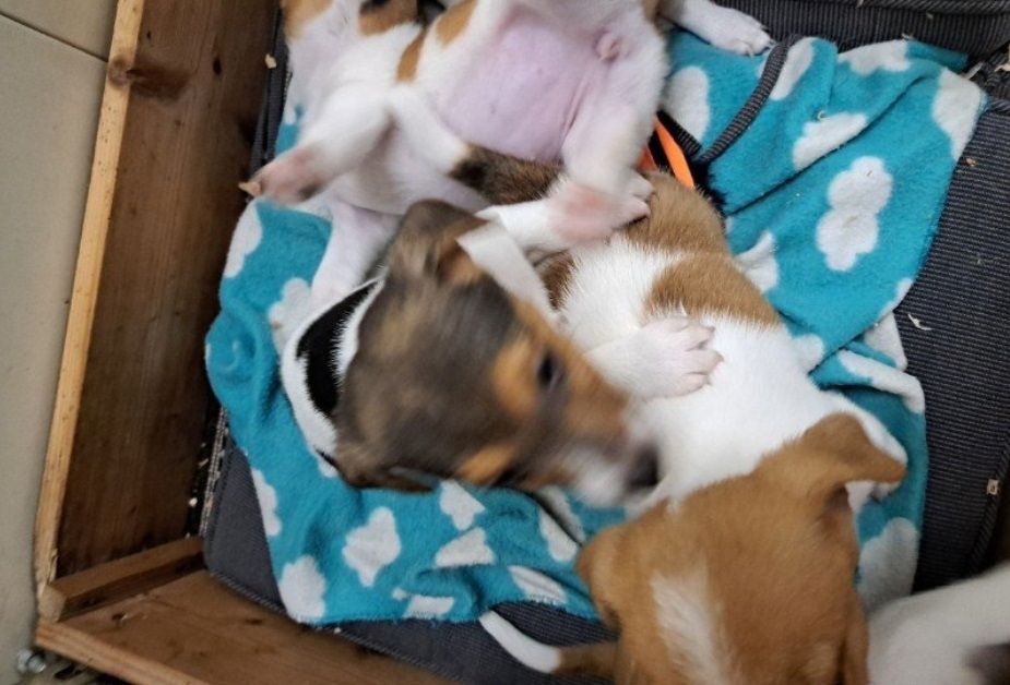 Jack Russel Terrier Welpen Jack Russel Terrier Welpen