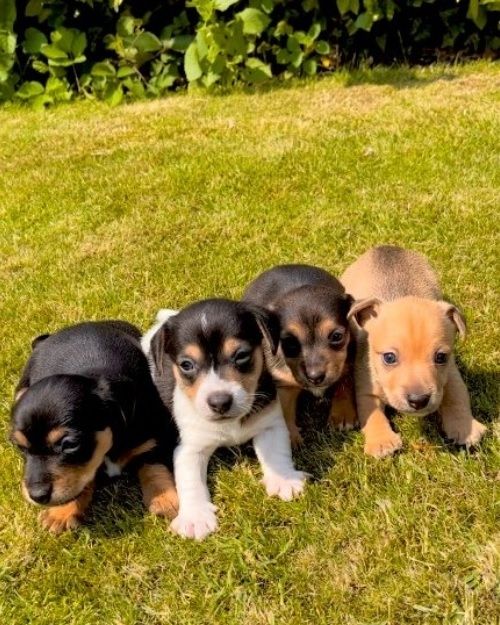 Jack Russel Terrier Welpen Jack Russel Terrier Welpen