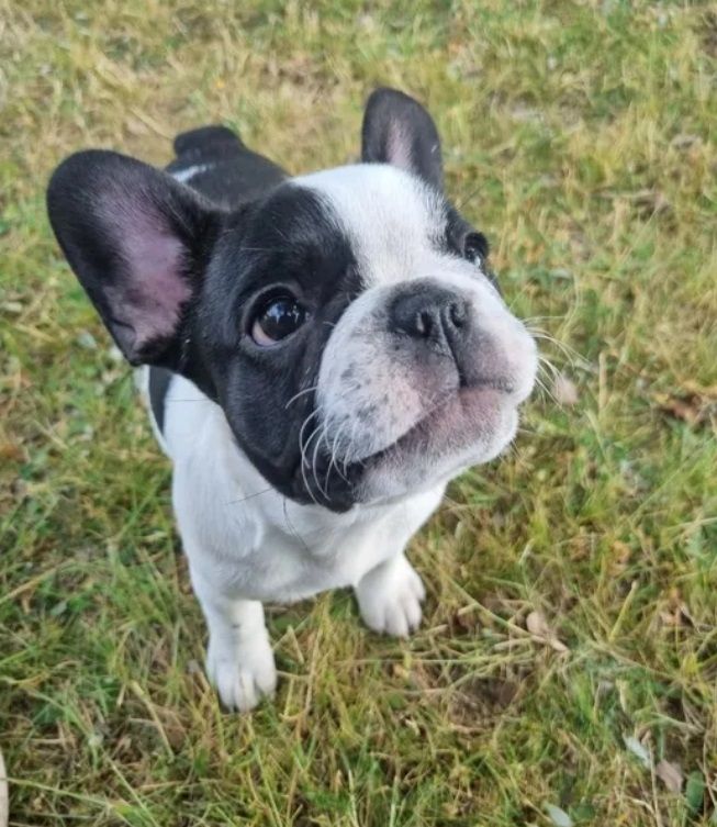 Französische Bulldogge