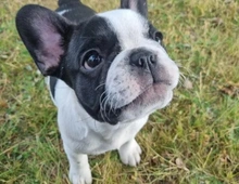 Französische Bulldogge