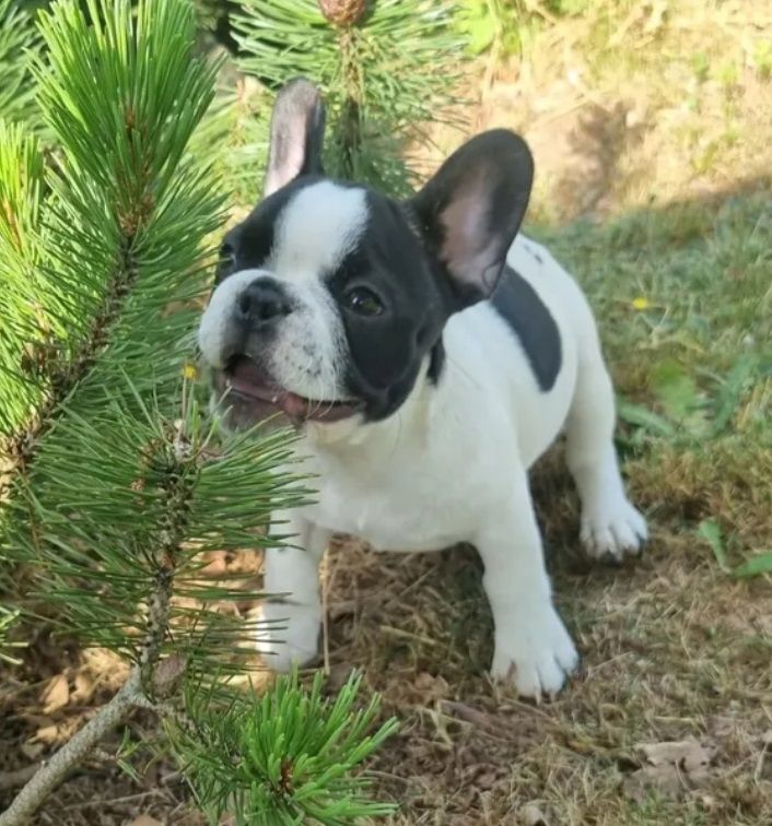Französische Bulldogge