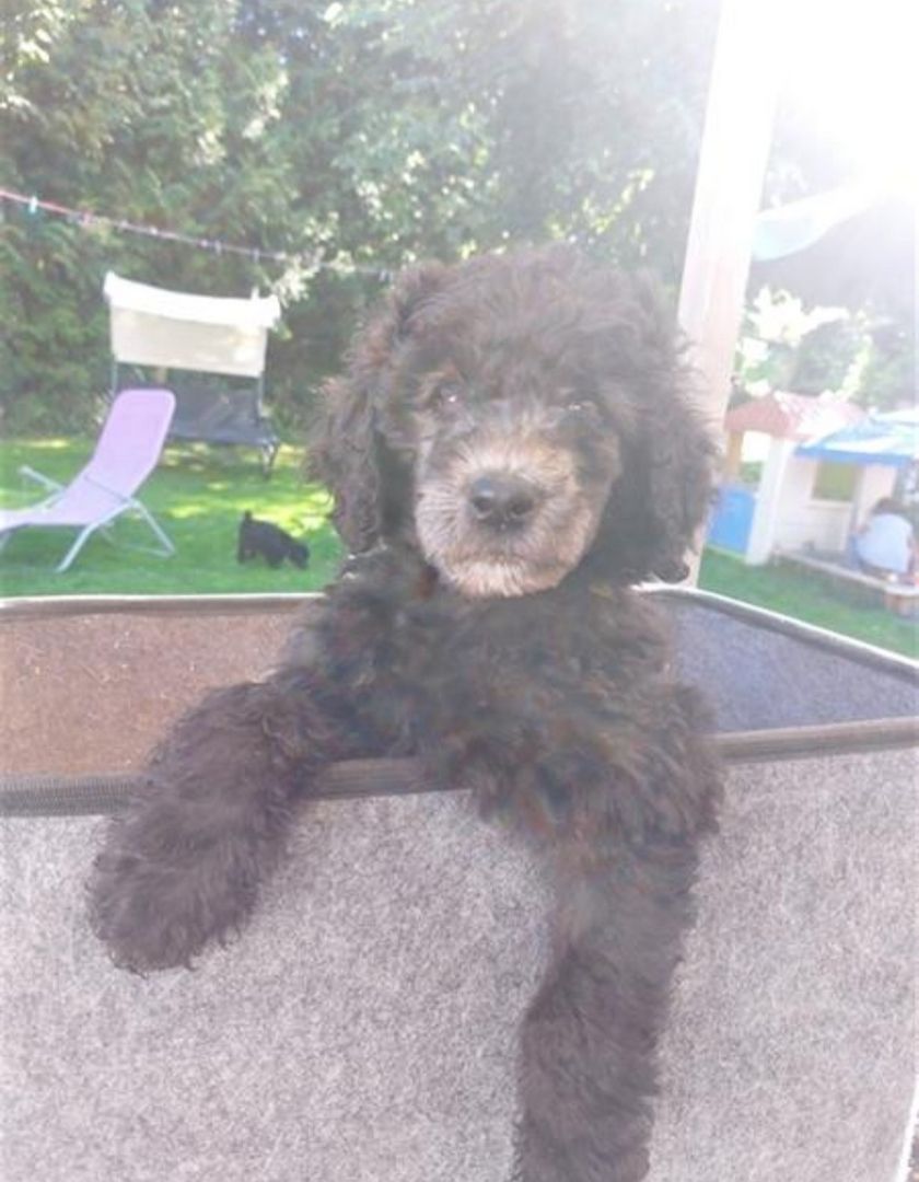 Großpudel/ Königspudel Welpen