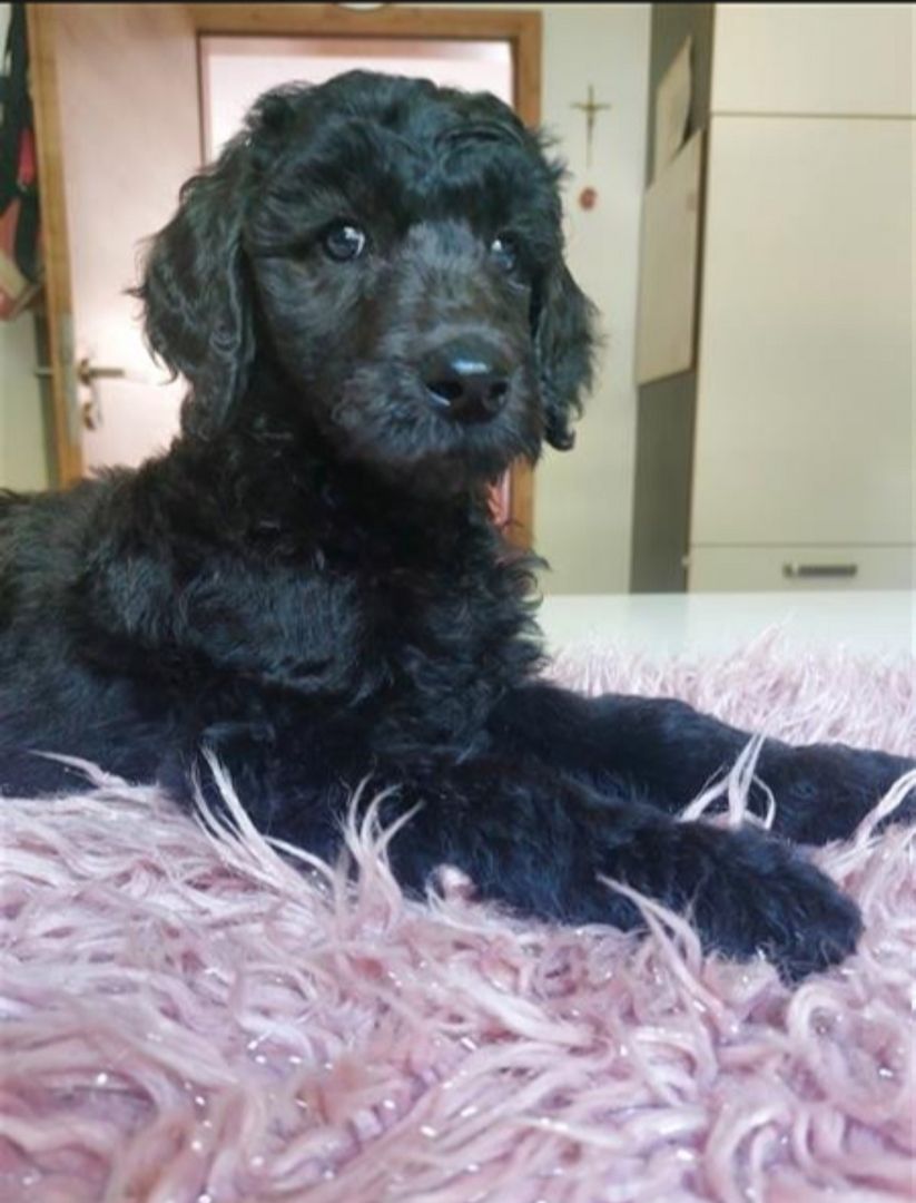 Großpudel/ Königspudel Welpen