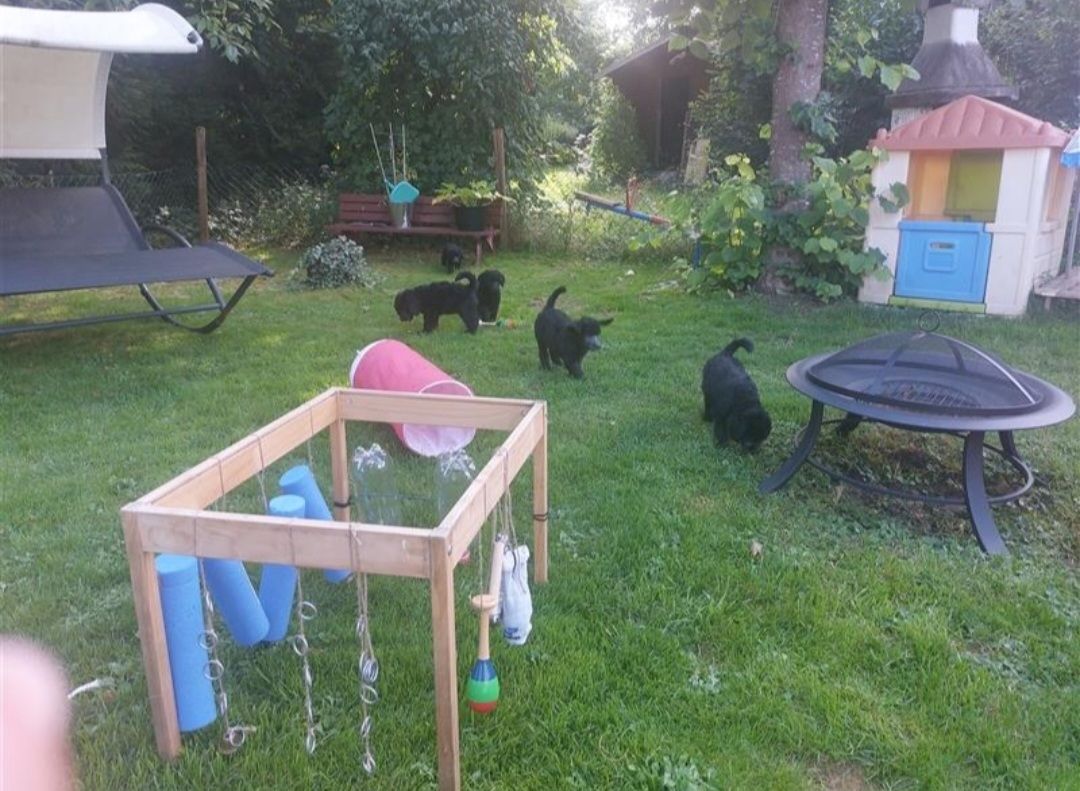 Großpudel/ Königspudel Welpen