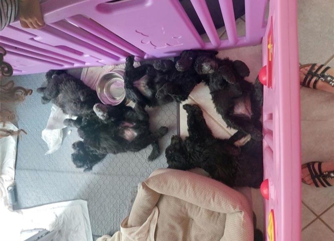 Großpudel/ Königspudel Welpen