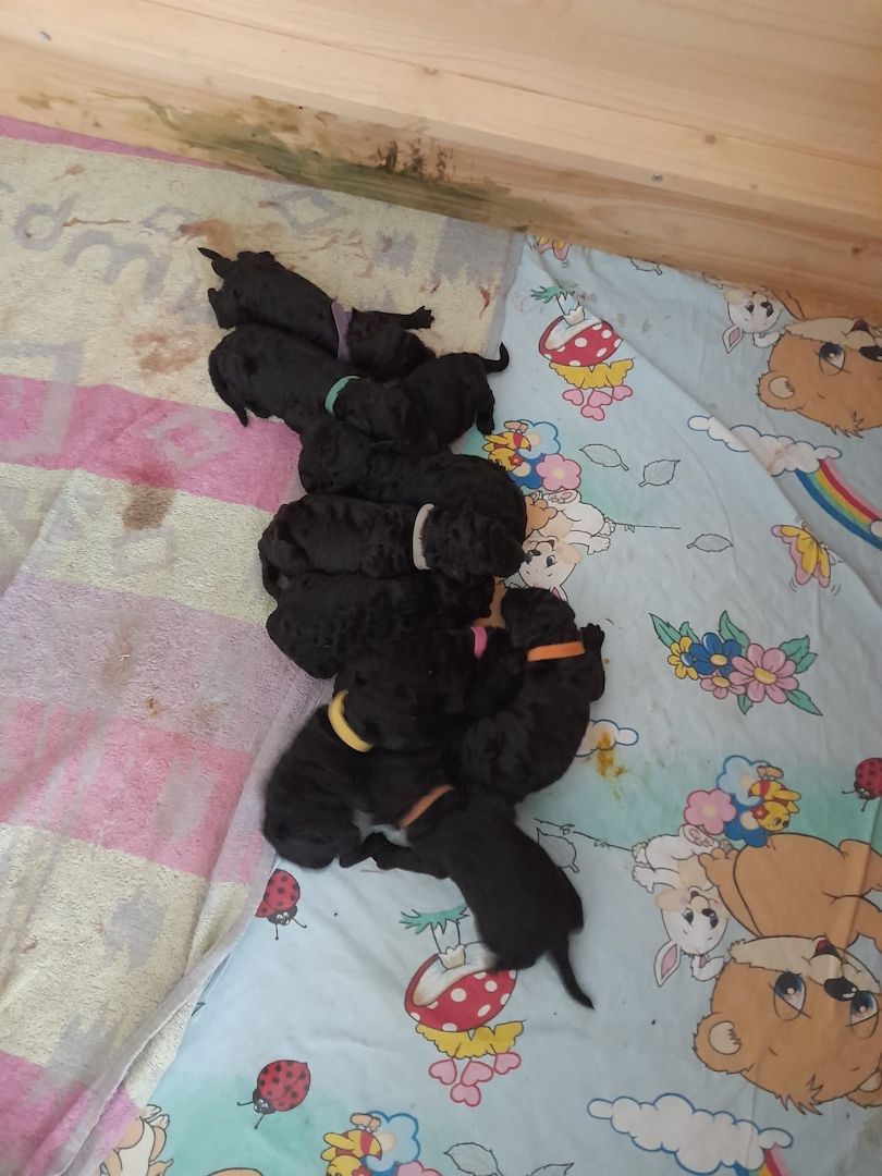 Großpudel/ Königspudel Welpen