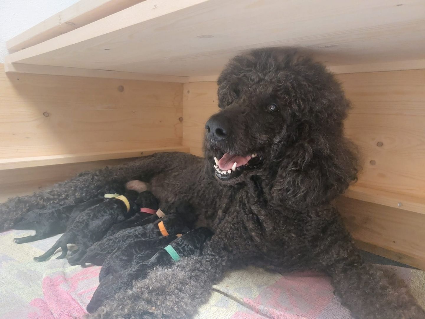 Großpudel/ Königspudel Welpen