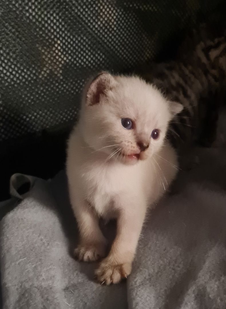 Wunderschöne BKH/Main Coon Kitten