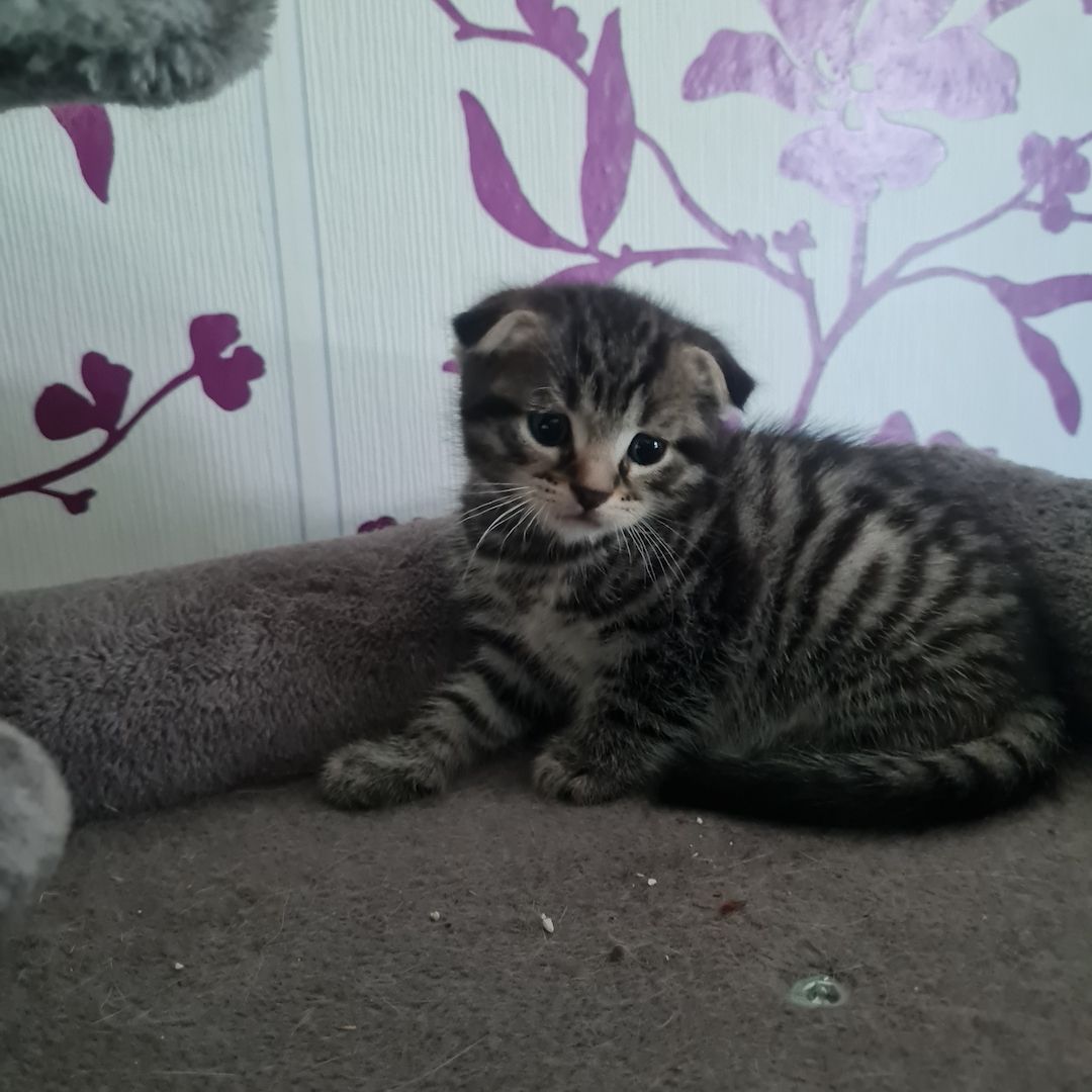 Wunderschöne BKH/Main Coon Kitten