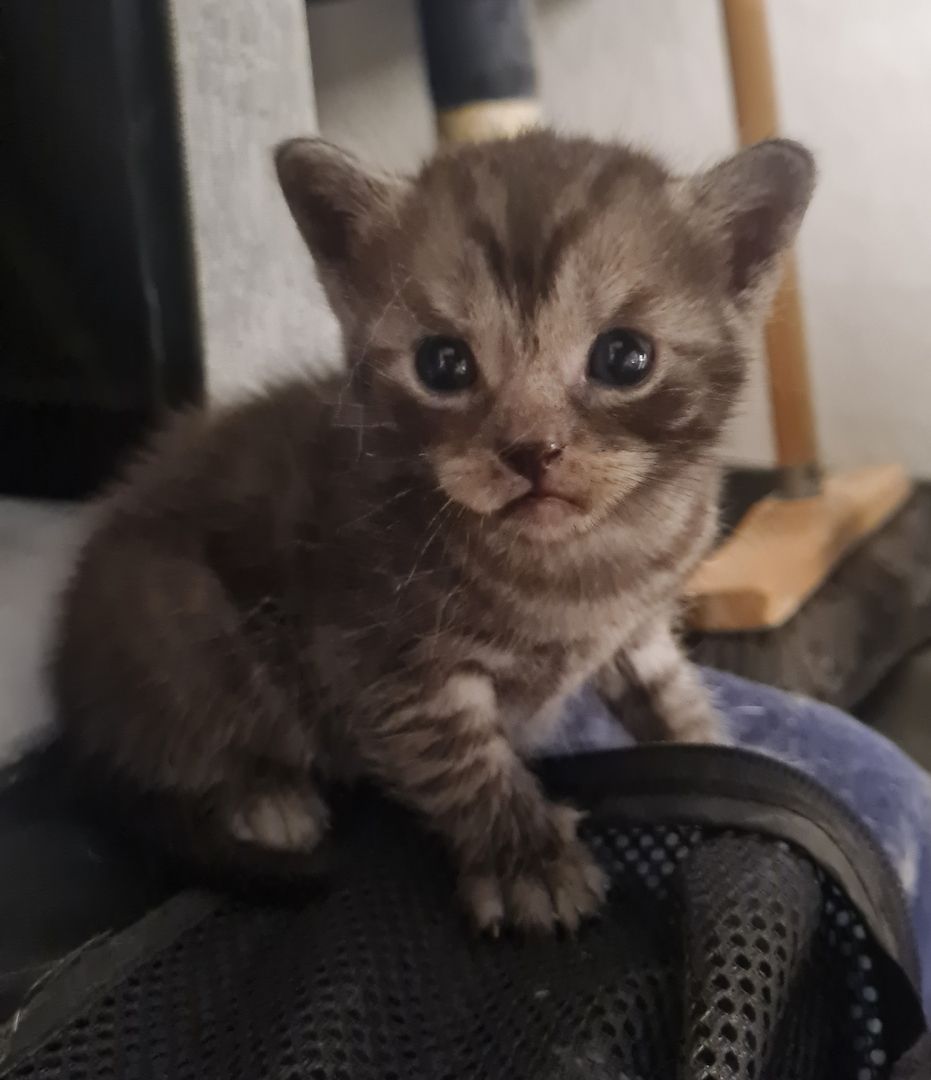Wunderschöne BKH/Main Coon Kitten