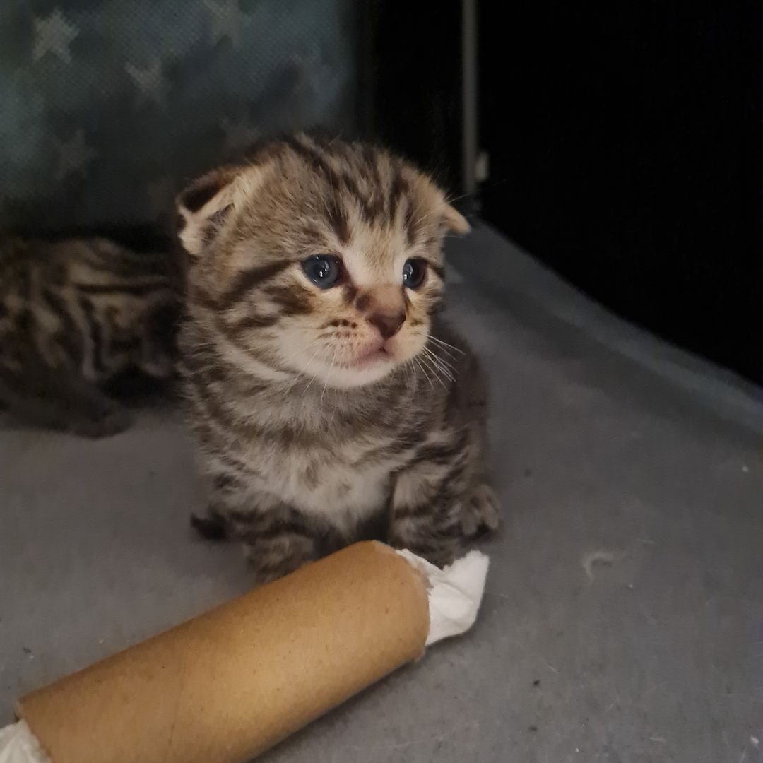 Wunderschöne BKH/Main Coon Kitten