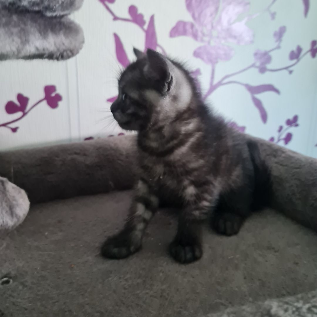 Wunderschöne BKH/Main Coon Kitten