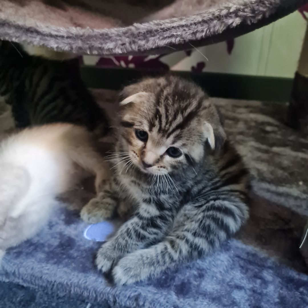 Wunderschöne BKH/Main Coon Kitten