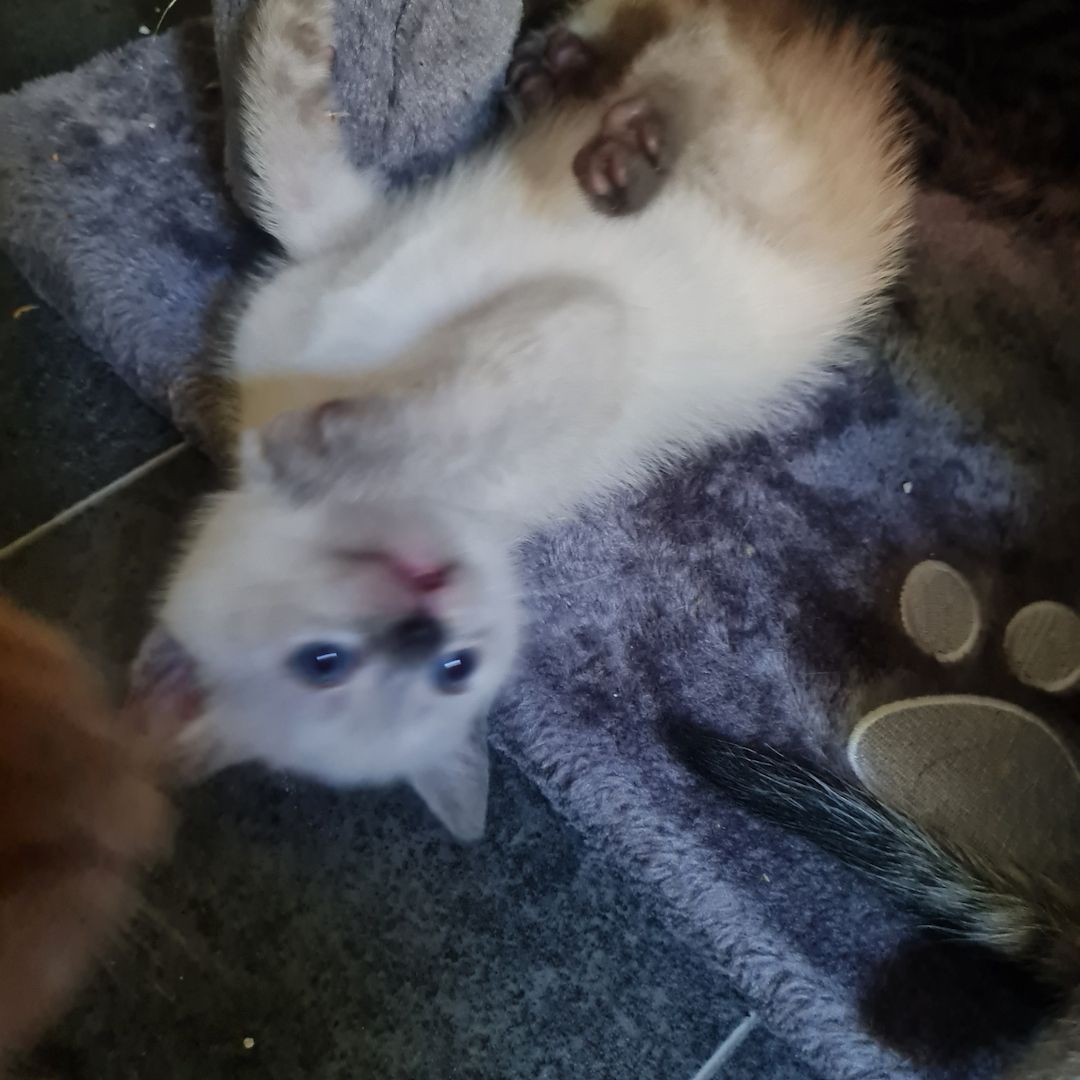 Wunderschöne BKH/Main Coon Kitten