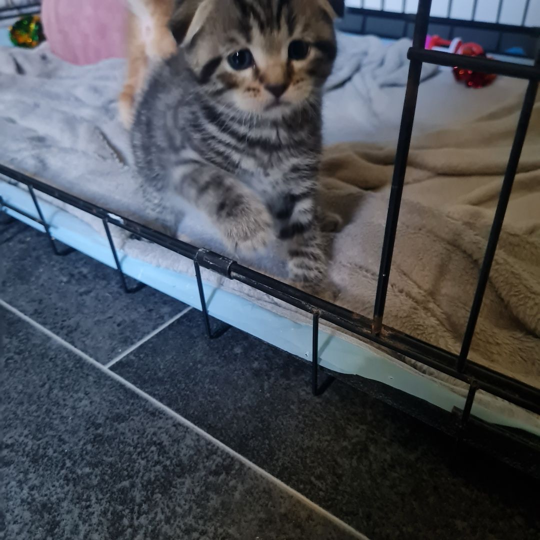 Wunderschöne BKH/Main Coon Kitten