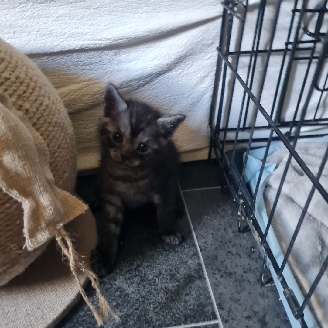 Wunderschöne BKH/Main Coon Kitten