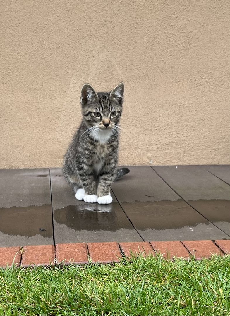 Süße Kätzchen Kitten abzugeben