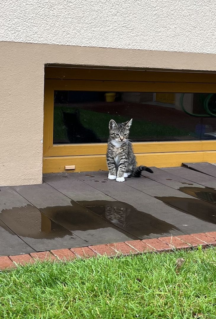 Süße Kätzchen Kitten abzugeben