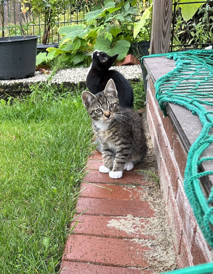 Süße Kätzchen Kitten abzugeben
