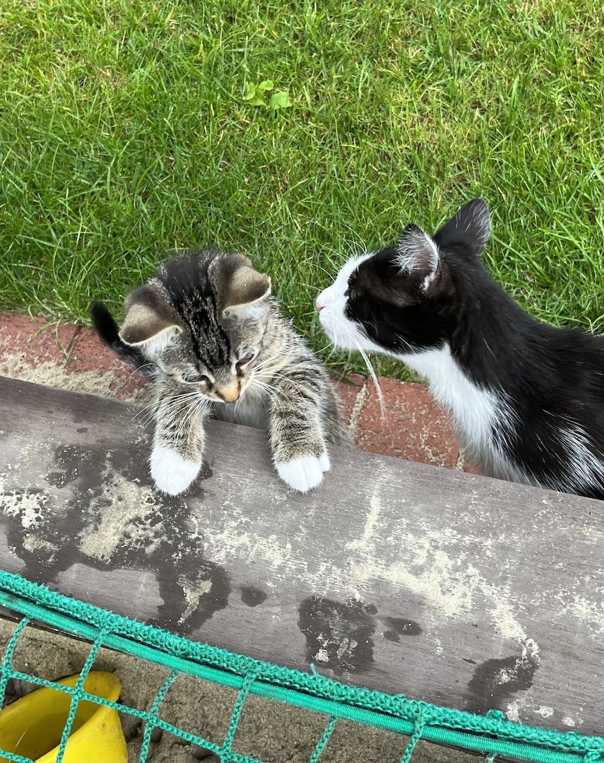 Süße Kätzchen Kitten abzugeben