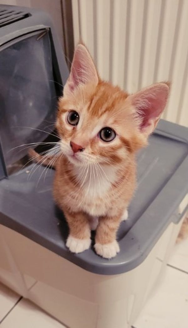 BKH Mix Kitten BKH Mix Kitten