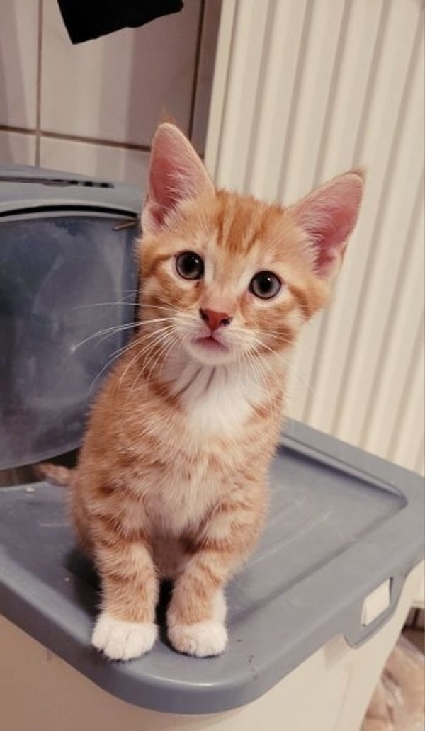 BKH Mix Kitten BKH Mix Kitten