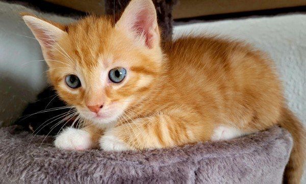 BKH Mix Kitten BKH Mix Kitten