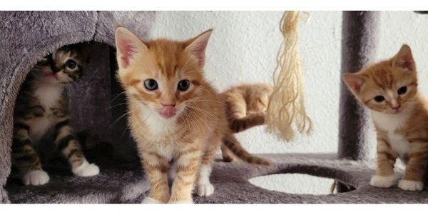 BKH Mix Kitten BKH Mix Kitten