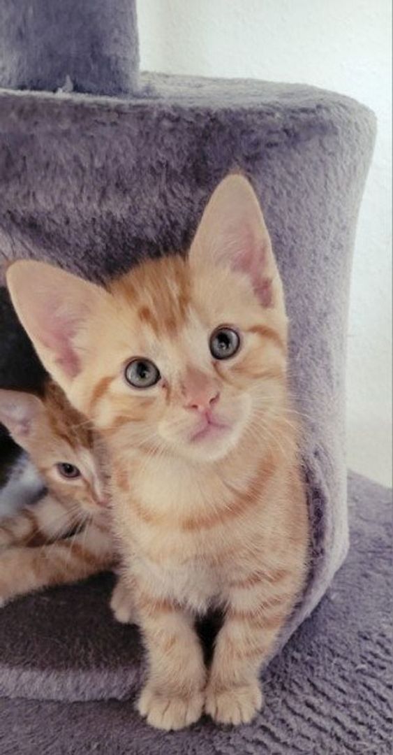 BKH Mix Kitten BKH Mix Kitten