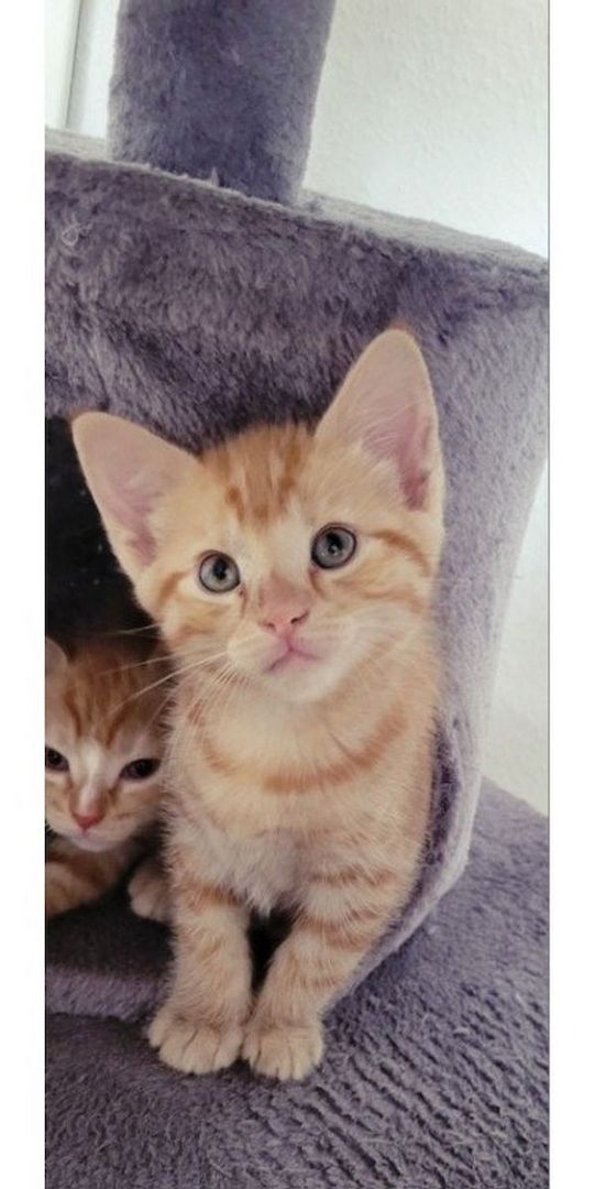 BKH Mix Kitten BKH Mix Kitten