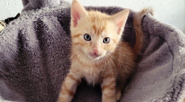 BKH Mix Kitten BKH Mix Kitten