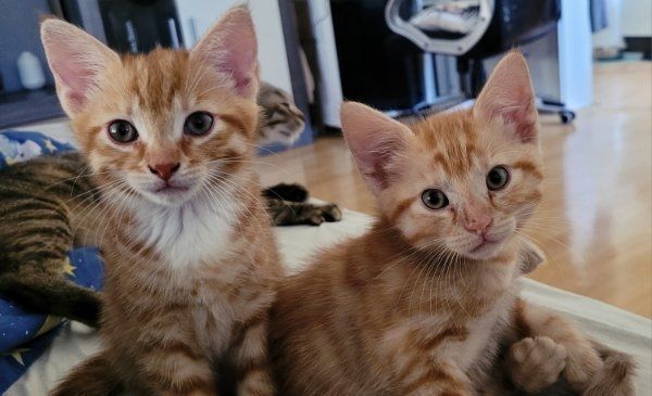 BKH Mix Kitten BKH Mix Kitten