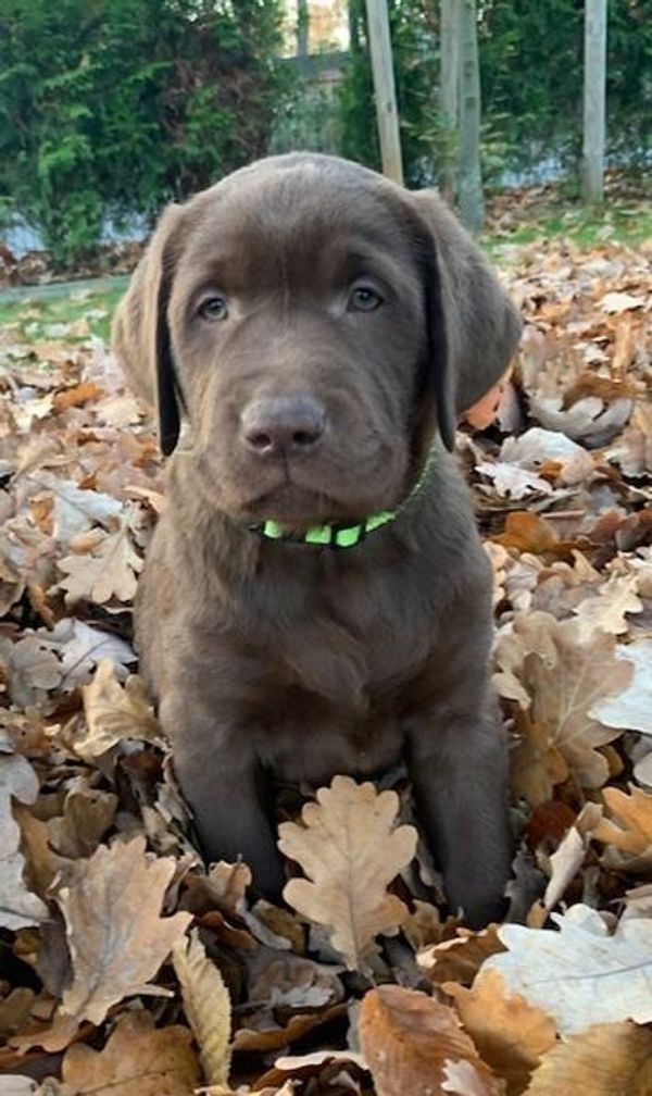 Schöne Labradorwelpen mit FCI-Papieren. Labrador Retriever Schöne Labradorwelpen mit FCI-Papieren. Labrador Retriever