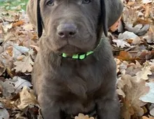 Schöne Labradorwelpen mit FCI-Papieren. Labrador Retriever