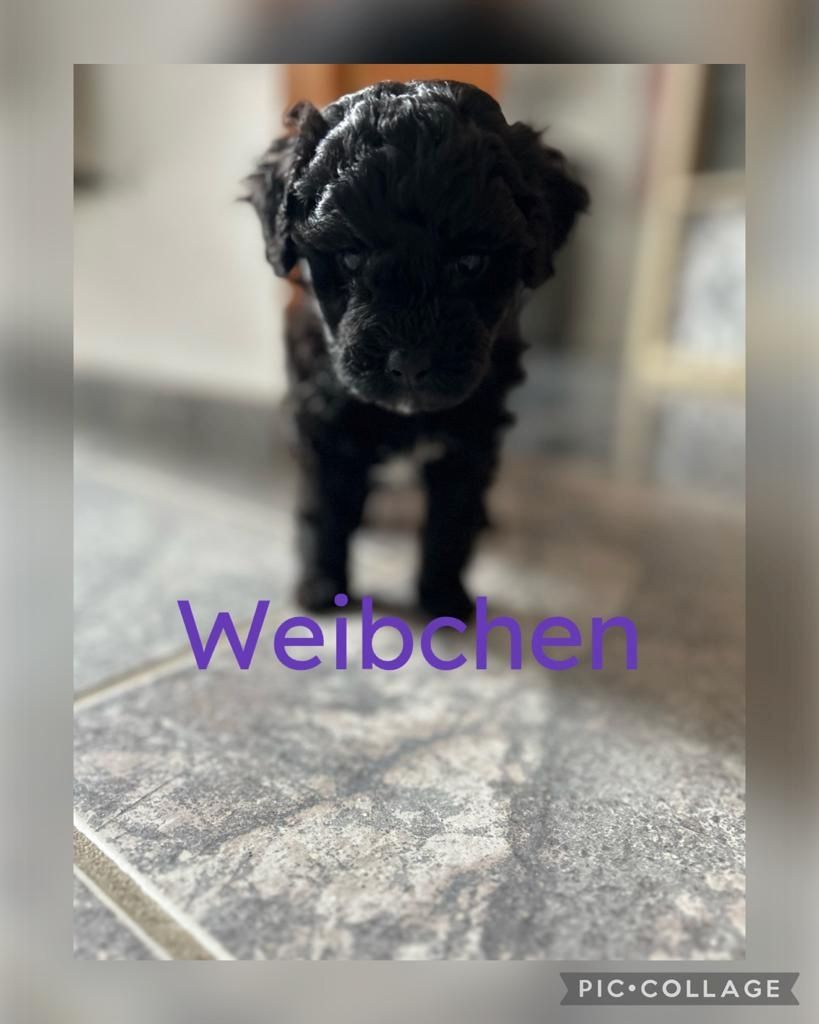 Maltipoo Welpen