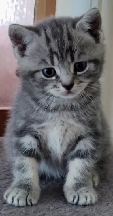 BKH Silber Tabby Classic BKH Silber Tabby Classic