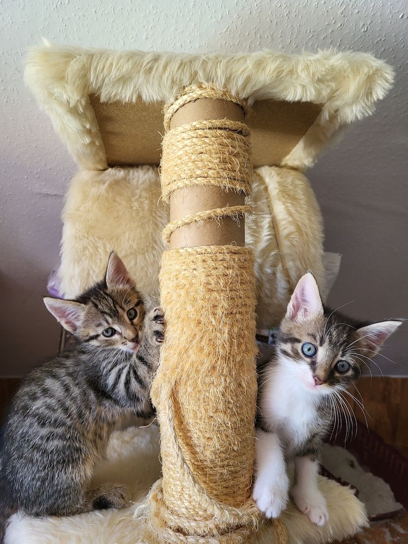 Babykatzen 12 Wo.alt