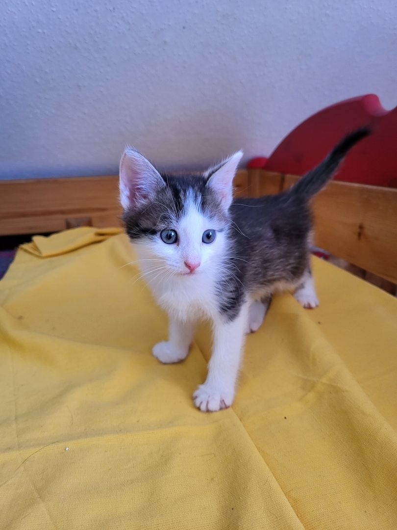 Babykatzen 12 Wo.alt