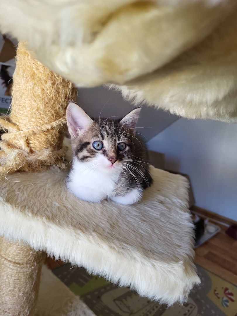 Babykatzen 12 Wo.alt