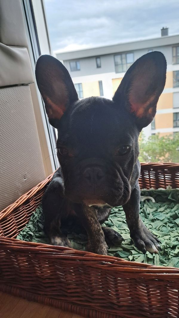 Französische Bulldogge